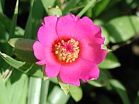 Pink Purslane