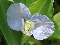 Day Flower