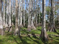 Cypress Trees