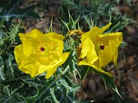 Mexican Pricklypoppy