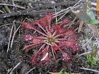 Carnivorous Plant