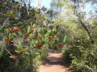 Christmas Tree in Florida