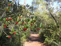 Christmas Tree in Florida