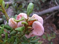 Pink Ears