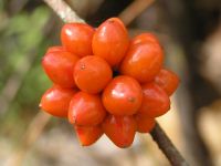 Red Berries