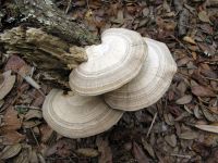 Shelf Mushrooms