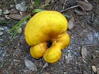 Yellow Mushroom