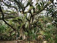 Oak Tree