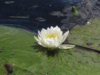 Water Lily