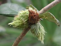 Fuzzy Cones