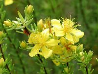Atlantic St. Johns Wort