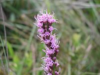 Blazing Star