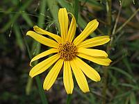 Narrowleaf Sunflower
