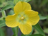Primrose Willow