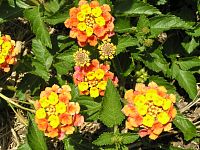 Lantana