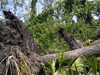 Two uprooted oak trees