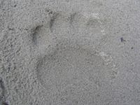 Bear Print