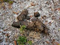 Bear Scat