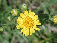 Camphorweed
