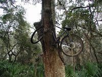 Bike in Tree