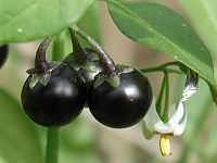 Common Nightshade