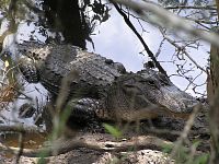 Female Alligator