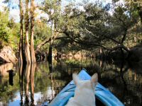 Dog Kayaking