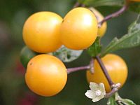 Twoleaf Nightshade