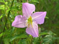 Pale Meadowbeauty