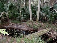 Lower Wekiva Loop