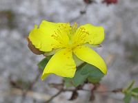 St. Johns Wort