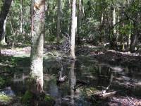 Flowing Well Site in 2009