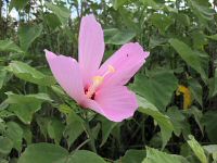 Swamp Rose Mallow